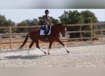 Koń hiszpański sport, Klacz, 6 lat, 174 cm