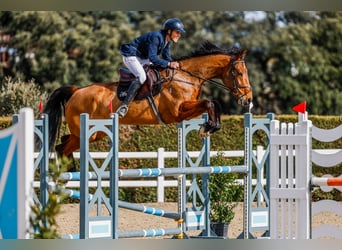 Koń hiszpański sport, Klacz, 6 lat, 175 cm, Gniada