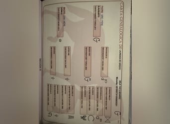 Koń hiszpański sport, Klacz, 7 lat, 160 cm, Ciemnogniada Koń hiszpański sport, Klacz, 7 lat, 160 cm, Ciemnogniada