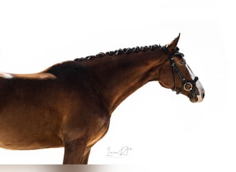 Koń hiszpański sport, Klacz, 7 lat, 168 cm, Gniada