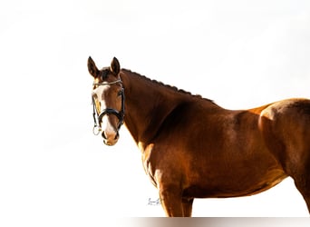 Koń hiszpański sport, Klacz, 7 lat, 168 cm, Gniada