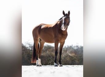 Koń hiszpański sport, Klacz, 7 lat, 168 cm, Gniada