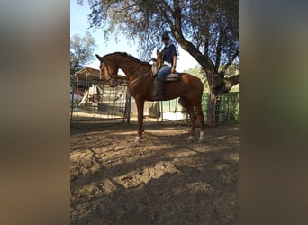 Koń hiszpański sport, Klacz, 7 lat, 170 cm, Kasztanowata