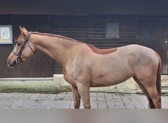 Koń hiszpański sport, Klacz, 7 lat, Kasztanowata