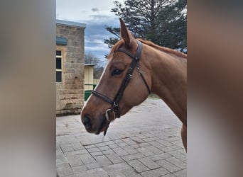 Koń hiszpański sport, Klacz, 7 lat, Kasztanowata