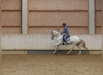 Koń hiszpański sport Mix, Klacz, 8 lat, 155 cm, Karosiwa