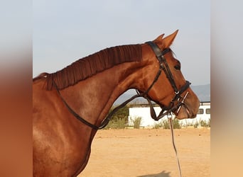 Koń hiszpański sport, Klacz, 8 lat, 160 cm, Kasztanowata