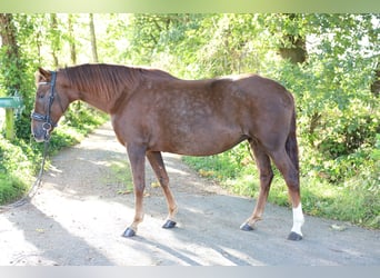 Koń hiszpański sport, Klacz, 8 lat, 163 cm