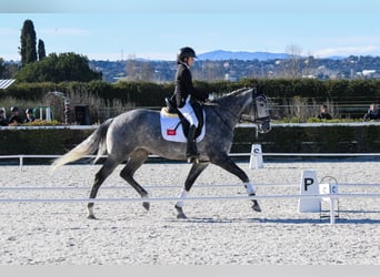 Koń hiszpański sport, Klacz, 8 lat, 168 cm, Biała