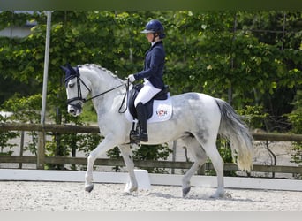 Koń hiszpański sport, Klacz, 9 lat, 148 cm, Siwa