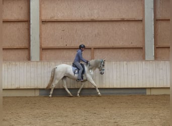 Koń hiszpański sport Mix, Klacz, 9 lat, 155 cm, Karosiwa