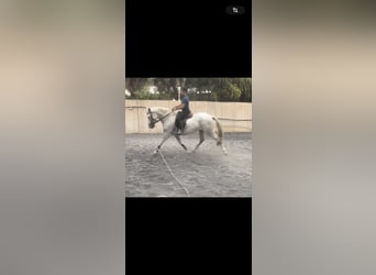 Koń hiszpański sport, Klacz, 9 lat, 165 cm, Siwa
