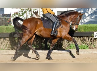 Koń hiszpański sport, Klacz, 9 lat, 170 cm, Gniada