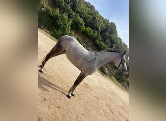 Koń hiszpański sport, Klacz, 9 lat, Siwa
