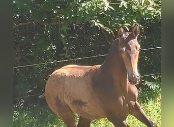 Koń hiszpański sport, Klacz, Źrebak (05/2024), Bułana