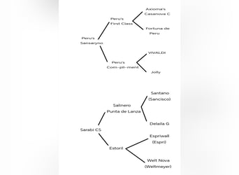 Koń hiszpański sport, Klacz, Źrebak (04/2026), Kasztanowata