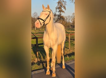 Koń hiszpański sport, Ogier, 12 lat, 168 cm, Cremello