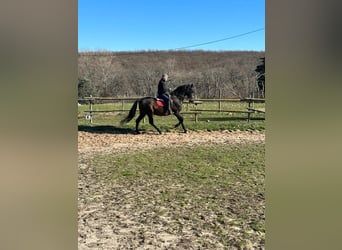 Koń hiszpański sport, Ogier, 16 lat, 170 cm, Ciemnogniada