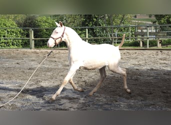 Koń hiszpański sport, Ogier, 1 Rok, Perłowa