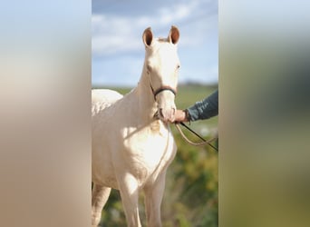 Koń hiszpański sport, Ogier, 1 Rok, Perłowa