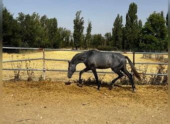 Koń hiszpański sport, Ogier, 2 lat, 165 cm, Siwa