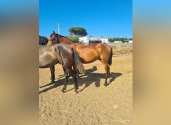 Koń hiszpański sport, Ogier, 2 lat, Gniada