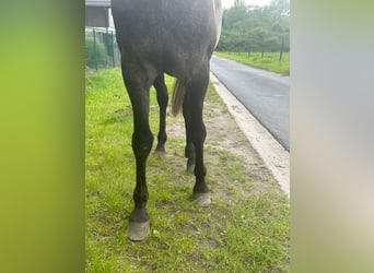 Koń hiszpański sport, Ogier, 3 lat, 161 cm, Formy Brown Falb