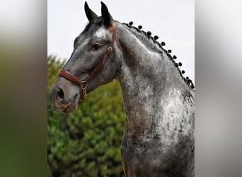 Koń hiszpański sport Mix, Ogier, 3 lat, 162 cm, Może być siwy