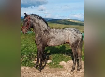 Koń hiszpański sport Mix, Ogier, 3 lat, 162 cm, Może być siwy