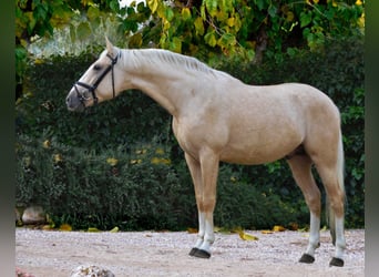Koń hiszpański sport, Ogier, 4 lat, 156 cm, Izabelowata