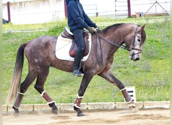 Koń hiszpański sport, Ogier, 4 lat, 160 cm, Siwa