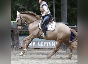 Koń hiszpański sport, Ogier, 4 lat, 165 cm, Perłowa