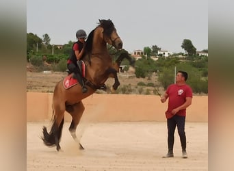 Koń hiszpański sport, Ogier, 5 lat, 158 cm, Bułana