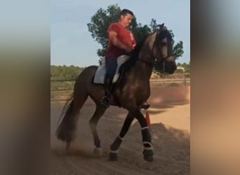 Koń hiszpański sport, Ogier, 5 lat, 159 cm, Bułana