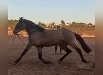 Koń hiszpański sport, Ogier, 5 lat, 159 cm, Bułana