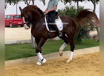 Koń hiszpański sport, Ogier, 5 lat, 163 cm, Ciemnokasztanowata