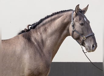 Koń hiszpański sport, Ogier, 5 lat, 164 cm, Grullo