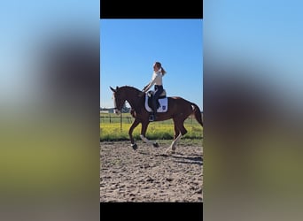Koń hiszpański sport, Ogier, 5 lat, 166 cm, Kasztanowata