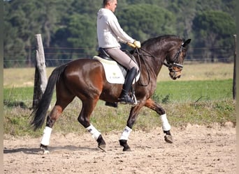 Koń hiszpański sport, Ogier, 6 lat, 165 cm, Gniada