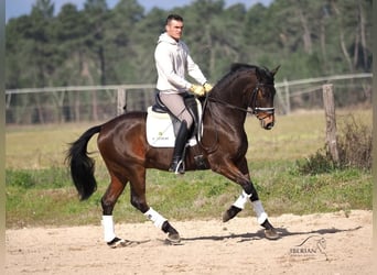 Koń hiszpański sport, Ogier, 6 lat, 165 cm, Gniada