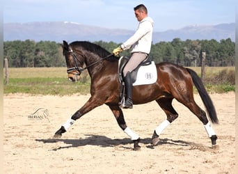 Koń hiszpański sport, Ogier, 6 lat, 165 cm, Gniada