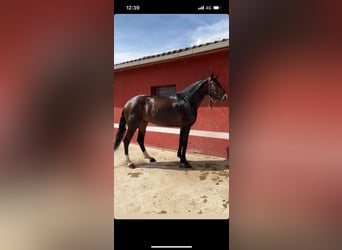 Koń hiszpański sport, Ogier, 6 lat, 166 cm, Gniada