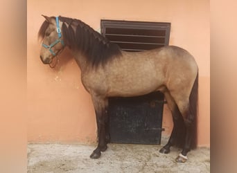 Koń hiszpański sport, Ogier, 7 lat, 164 cm, Bułana