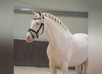 Koń hiszpański sport, Ogier, 9 lat, 162 cm, Cremello