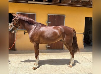 Koń hiszpański sport, Wałach, 10 lat, 175 cm