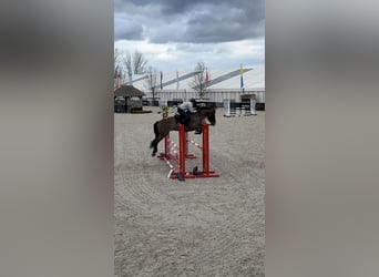 Koń hiszpański sport, Wałach, 12 lat, 148 cm, Gniada