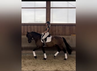 Koń hiszpański sport, Wałach, 12 lat, 168 cm, Gniada