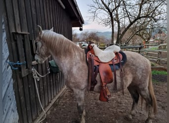 Koń hiszpański sport Mix, Wałach, 13 lat, 153 cm, Siwa w hreczce