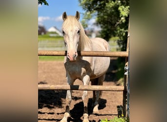 Koń hiszpański sport Mix, Wałach, 13 lat, 153 cm, Siwa w hreczce