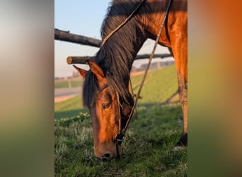 Koń hiszpański sport, Wałach, 13 lat, 160 cm, Gniada